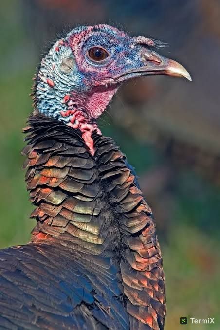 loklokturkey.agent
